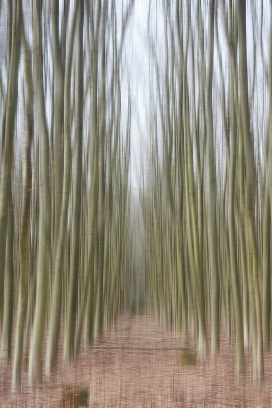 Wald IV