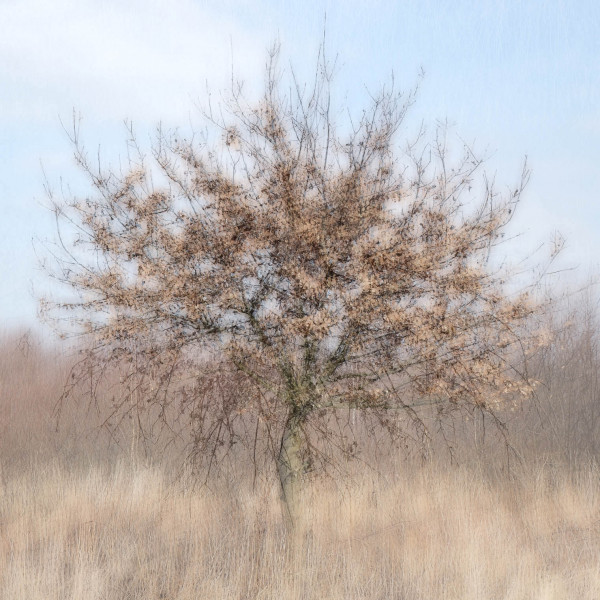 BÄUME – Ina Raschke