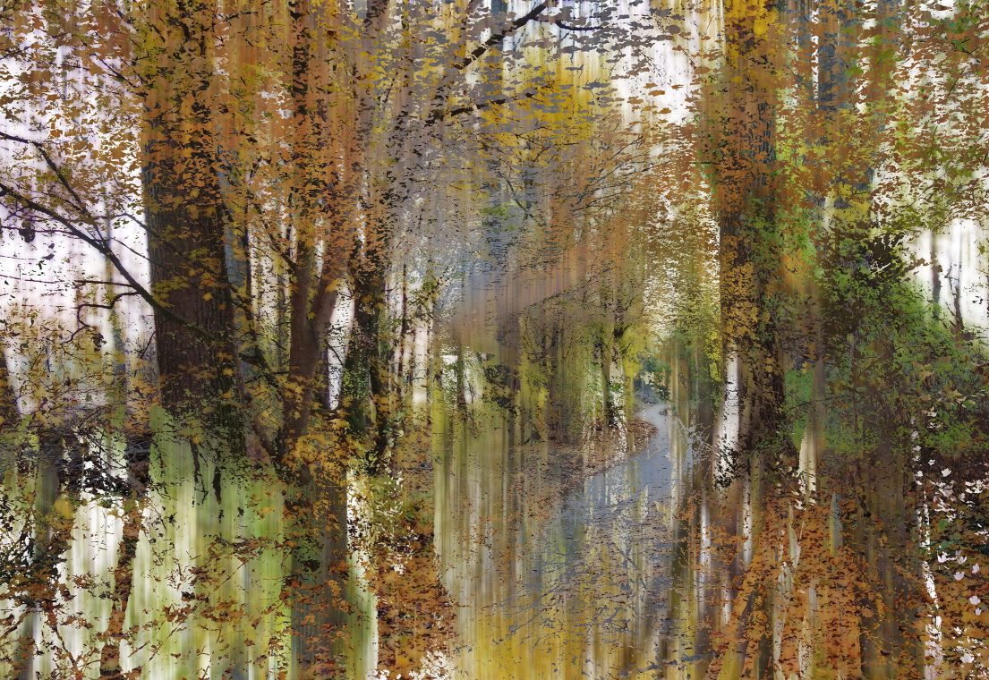 Wald V