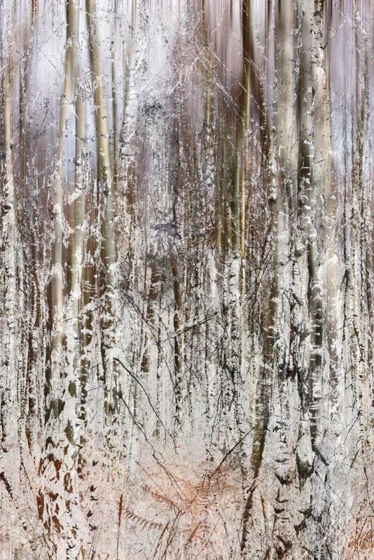 Wald III